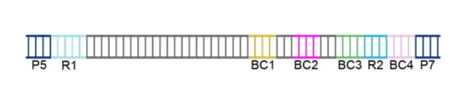 WT single index sequencing amplicon.JPG