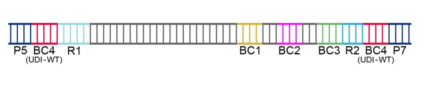 WT sequencing amplicon.JPG