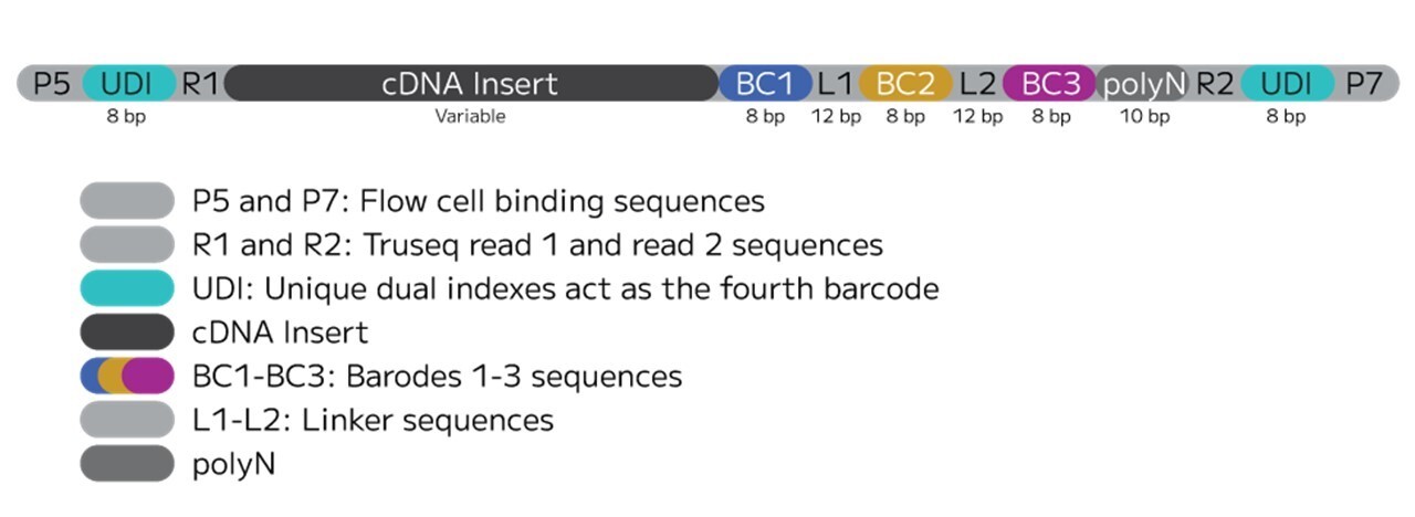 WT v3 read structure.jpg
