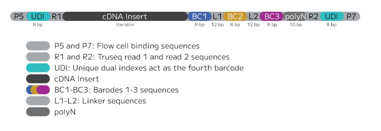Evercode BCR sequencing amplicon.JPG