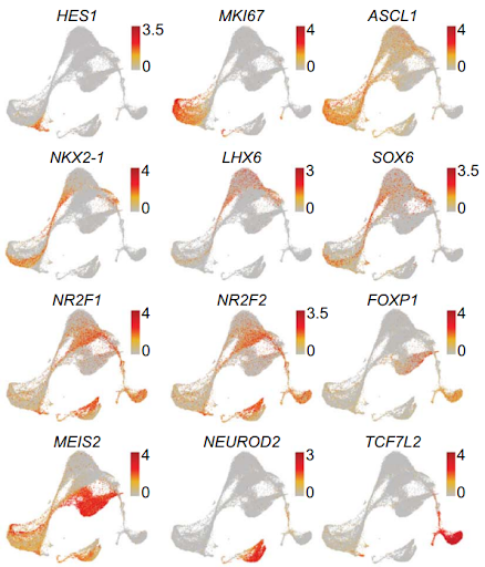 Figure 1C.png